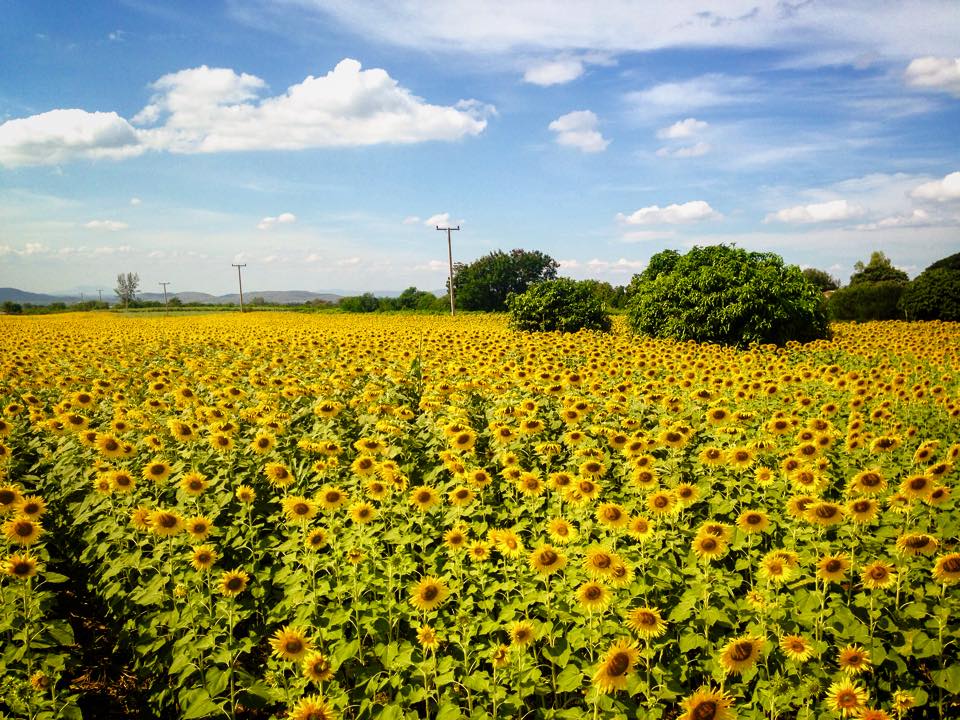 Sunflower Field Saraburi Thailand